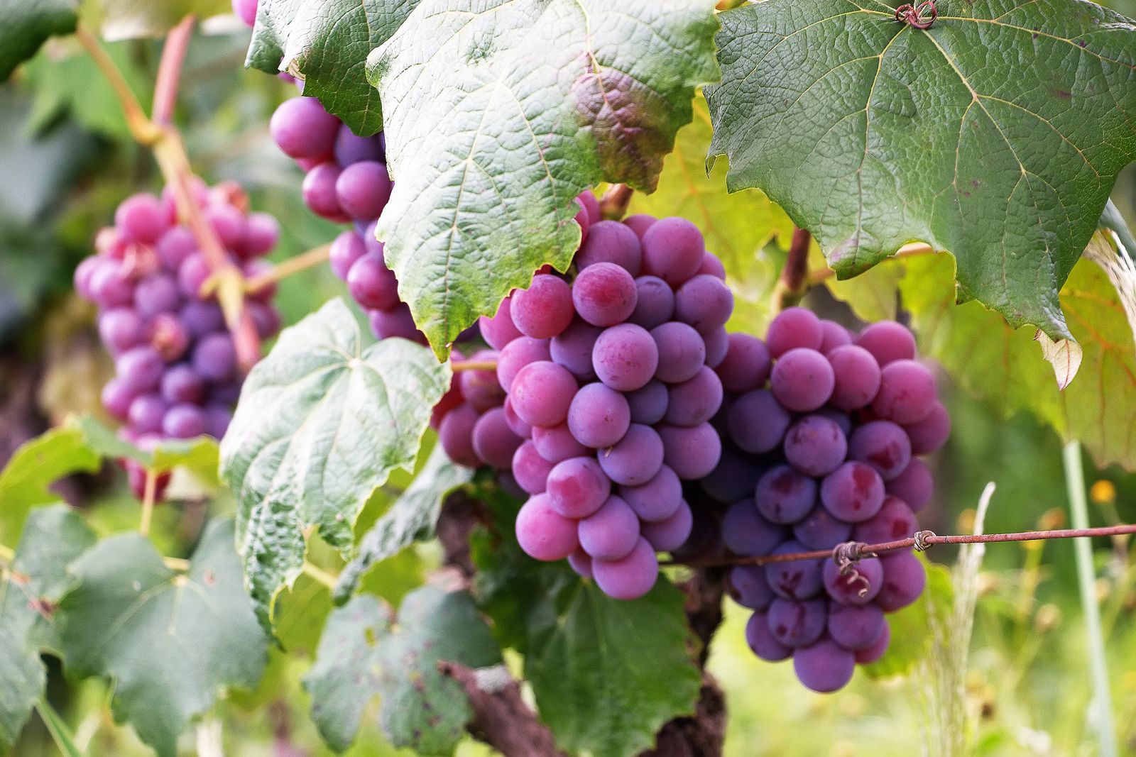 Grappes mûres sur les rangs du domaine