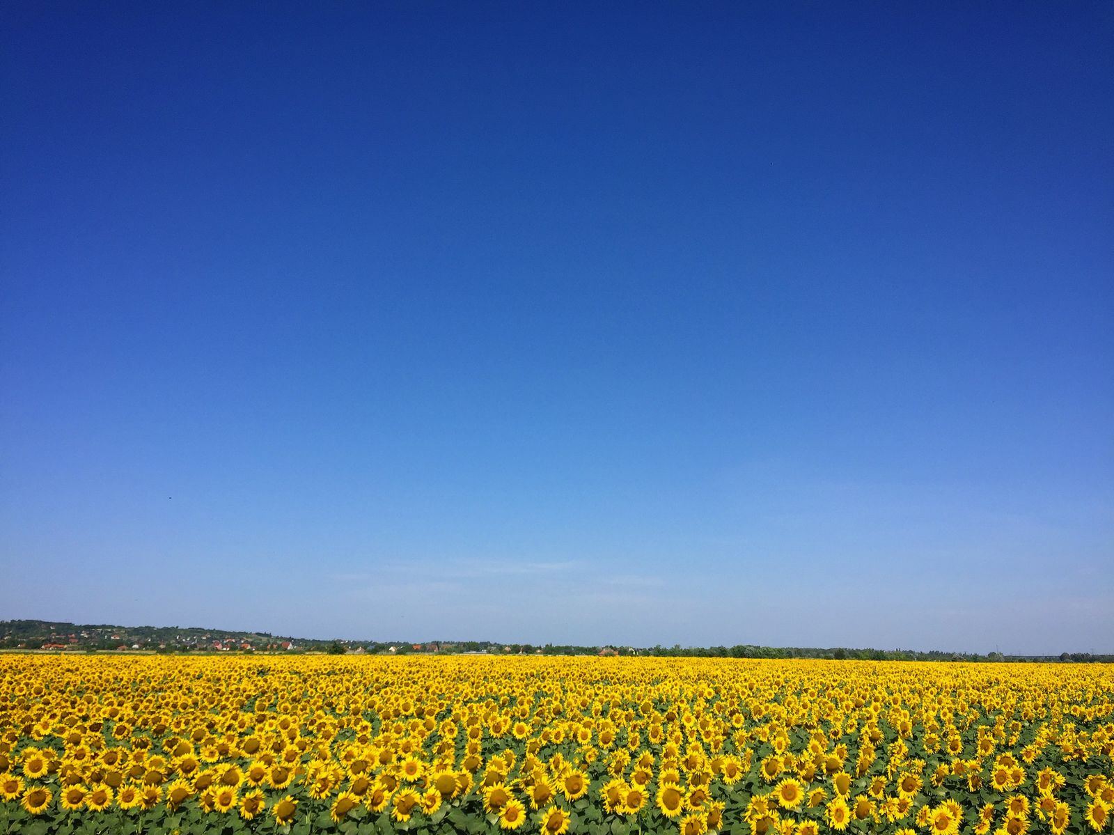 Le grand champ de tournesols en juillet